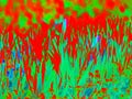 Spring flower bed in Infra or thermography photo