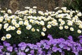 Spring flower beds