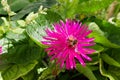 Spring flower and bee foraging