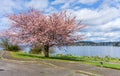 Spring Along Washington Lake 3 Royalty Free Stock Photo