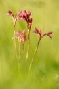 Spring flower bloom. Orchis Anacamptis papilionacea, flowering European terrestrial wild orchid, nature habitat, detail of bloom,