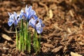 Blue Mini Iris flower Royalty Free Stock Photo