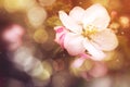 Spring Flower Blossom with Blurred Bokeh Lights