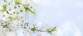 Spring flower blossom closeup with bokeh background. Springtime nature scene with cherry blossom tree in japanese garden and Royalty Free Stock Photo