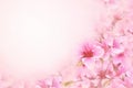 Spring flower blossom, summer blossoming cherry, pastel and soft floral card Royalty Free Stock Photo