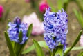 Spring flower, blue and purple hyacinth Royalty Free Stock Photo