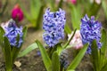 Spring flower, blue and purple hyacinth Royalty Free Stock Photo