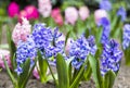 Spring flower, blue and purple hyacinth Royalty Free Stock Photo