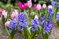 Spring flower, blue and purple hyacinth Royalty Free Stock Photo