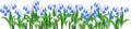 Spring flower border with blue flowering Siberian squill or Scilla siberica Royalty Free Stock Photo