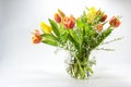 Spring flower bouquet of red and yellow tulips in a glass vase against a light grey background, decoration or holiday greeting Royalty Free Stock Photo