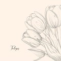 Spring flower bouquet of tulips on white background. Engraving drawing style For design women days poster, 8 march greeting card Royalty Free Stock Photo