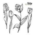 Spring flower bouquet of tulips on white background. Engraving drawing style Realistic botanical nature floral sketch