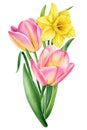 Spring flower bouquet watercolor botanical painting. Hand painted colorful floral composition tulips and narcissus Royalty Free Stock Photo