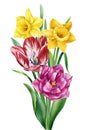 Spring flower bouquet watercolor botanical painting. Hand painted colorful floral composition tulips and narcissus Royalty Free Stock Photo
