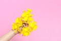 Spring flower, a bouquet yellow daffodils in a woman hand Royalty Free Stock Photo