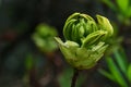 Spring flower bud cluster of Yellow Azalea decorative shrub, latin name Rhododendron Luteum,