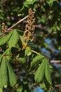 Spring flower buds and fresh green leaves of horse chestnut tree, latin name Aesculus hippocastanum Royalty Free Stock Photo