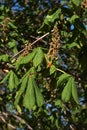 Spring flower buds and fresh green leaves of horse chestnut tree, latin name Aesculus hippocastanum Royalty Free Stock Photo