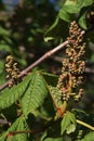 Spring flower buds and fresh green leaves of horse chestnut tree, latin name Aesculus hippocastanum Royalty Free Stock Photo