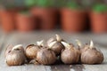 Spring flower bulbs for planting. Flower pots with plants in the background, not in focus. Royalty Free Stock Photo