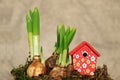 Spring flower bulbs and small birdhouse
