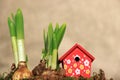 Spring flower bulbs and small birdhouse