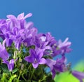 Spring flower bush Dalmatian bellflower