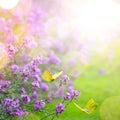 Spring flower and butterfly; abstract spring Background; Royalty Free Stock Photo