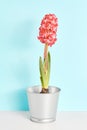 Spring flower composition. beautiful red hyacinth in a metal pot on a blue background Royalty Free Stock Photo