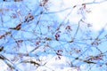 Spring flower composition multiple exposure