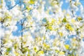 Spring flower composition multiple exposure