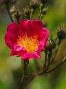 Spring flower concept. Perennial shrub with buds and blooming pink wild, bristly rose. Rosa nutkana, blur nature background, Royalty Free Stock Photo