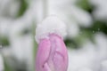 Pink tulip in spring with snow