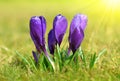 Spring flower Crocus with dew drops Royalty Free Stock Photo