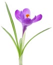 Spring flower - Crocus flower with leaves isolated on white background Royalty Free Stock Photo