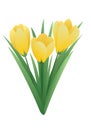 Spring flower - crocus