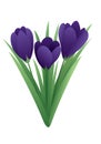 Spring flower - crocus