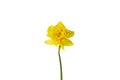 spring flower daffodil. isolate