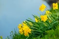 spring flower daffodils blooming during spring time selective focus background blur Royalty Free Stock Photo