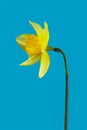 Spring flower daffodils or narcissus blooming on blue background.