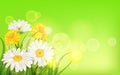 Spring flower daisy juicy, chamomiles yellow dandelions green grass background Template for banners, web, flyer. Vector Royalty Free Stock Photo