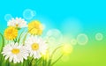 Spring flower daisy juicy, chamomiles yellow dandelions green grass background Template for banners, web, flyer. Vector Royalty Free Stock Photo