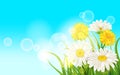 Spring flower daisy juicy, chamomiles yellow dandelions green grass background Template for banners, web, flyer. Vector Royalty Free Stock Photo