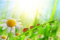 Spring flower Daisy and ladybugs on green grass with dew drops.