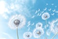 Spring flower dandelion sky nature plant Royalty Free Stock Photo