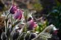 Spring flower with dense white hair called pasque flower Pulsatilla vulgaris Rubra buds and leaves in clump on flowerbed of sun de Royalty Free Stock Photo