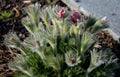 Spring flower with dense white hair called pasque flower Pulsatilla vulgaris Rubra buds and leaves in clump on flowerbed of sun de