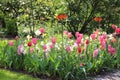 Spring Flower Display Featuring Parrot Tulips Royalty Free Stock Photo