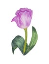 Purple, stylized, watercolor tulip.